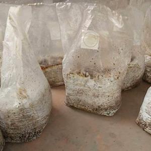 أكياس زراعة الفطر القابلة للتعقيم بالبخار ، أكياس تفرخ الفطر ، أكياس متينة واقفة ، لوازم الحدائق ، قابلة للتنفس 6