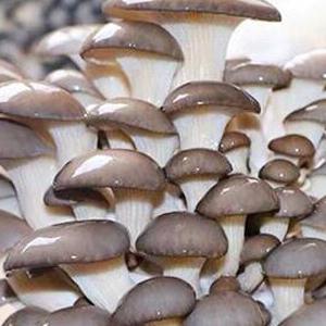 أكياس زراعة الفطر القابلة للتعقيم بالبخار ، أكياس تفرخ الفطر ، أكياس متينة واقفة ، لوازم الحدائق ، قابلة للتنفس 5