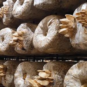 أكياس زراعة الفطر القابلة للتعقيم بالبخار ، أكياس تفرخ الفطر ، أكياس متينة واقفة ، لوازم الحدائق ، قابلة للتنفس 4