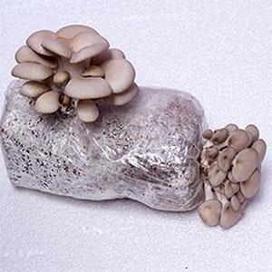 أكياس زراعة الفطر القابلة للتعقيم بالبخار ، أكياس تفرخ الفطر ، أكياس متينة واقفة ، لوازم الحدائق ، قابلة للتنفس 8