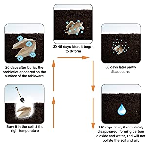صدفية قابلة للتحلل تأخذ حاويات الطعام ، تفل طبيعي يمكن التخلص منه ، صديقة للبيئة ، ألياف قصب السكر 3