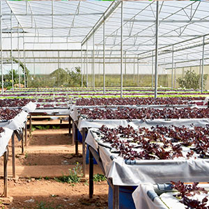 فيلم أرضي مثقوب ، فيلم حاجز بخار ، فيلم دفيئة ، فيلم باندا زراعي ، فيلم عاكس مايلر 9