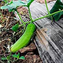 فيلم أرضي مثقوب ، فيلم حاجز بخار ، فيلم دفيئة ، فيلم باندا زراعي ، فيلم عاكس مايلر 11