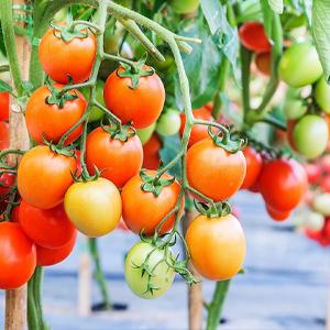 حصيرة مكافحة الحشائش ، غطاء الأرض ، فراش الزهرة ، نشارة ، أرضيات ، حواف ، حصص الحديقة ، حاجز الأعشاب ، المناظر الطبيعية 17